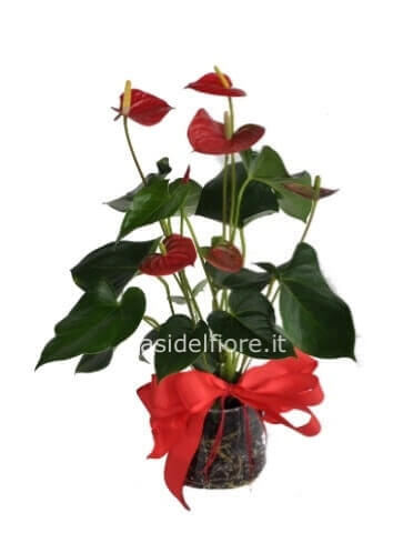 Pianta di anthurium rosso bianco ,rosa e rosso