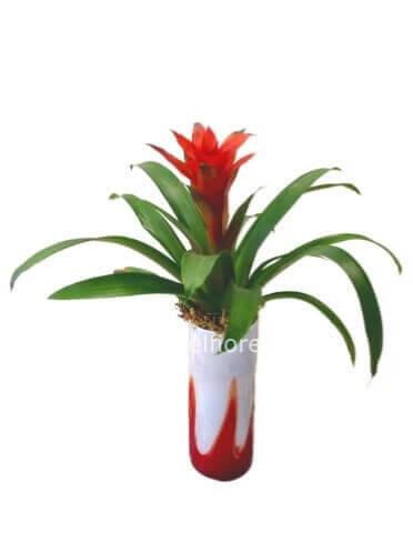Pianta di guzmania