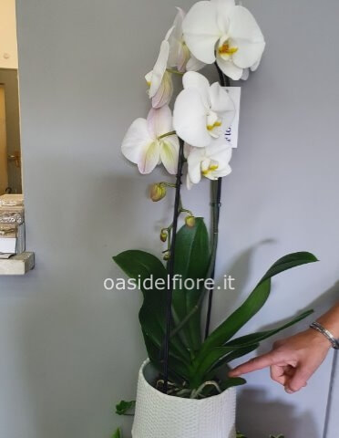 Pianta di Phalaenopsis a cascata fiore grande H 50 cm