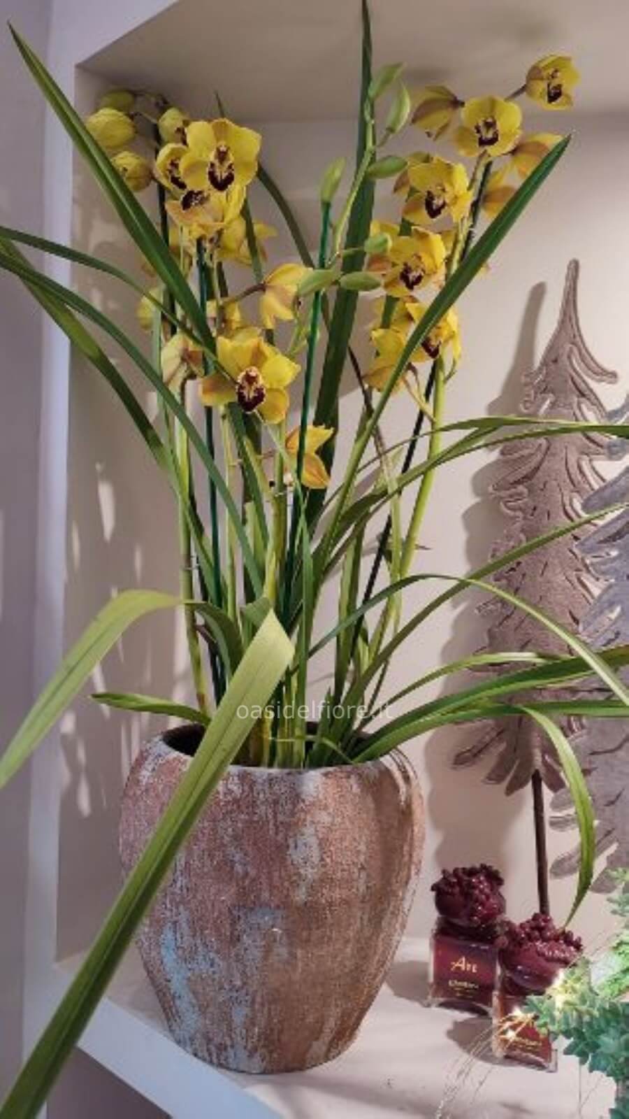 Pianta di orchidea cymbidium » Fiorista consegna fiori e piante a